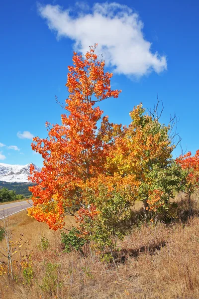 Outono suave. Árvores pitorescas de outono — Fotografia de Stock