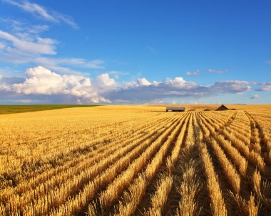 The fields of Montana clipart