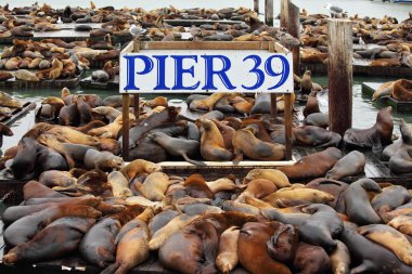 The well-known Pier 39 in San Francisco clipart