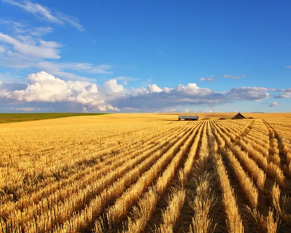 The fields of Montana — Stock Photo, Image