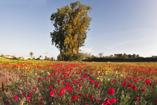 The spring in desert. — Stock Photo, Image