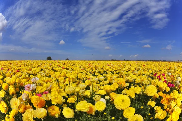 Magnífico día de primavera en los campos de flores — Foto de Stock