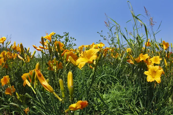 Çiçek Bahçe lilyum — Stok fotoğraf