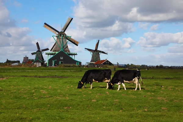 Ветряные мельницы и коровы в музейной деревне — стоковое фото