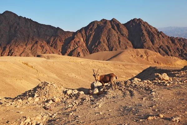 Wilde geit in bergen van eilat, kust van de rode zee — Stockfoto