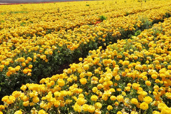 stock image Charming field of yellow ranunculus