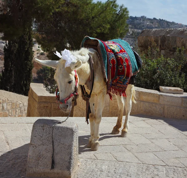 Biały Osioł w Jerozolimie — Zdjęcie stockowe