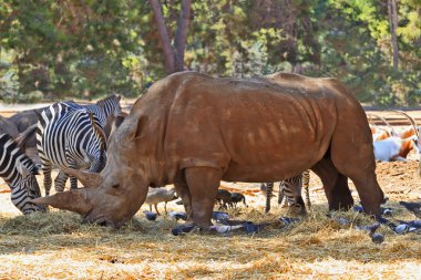 Zebras and rhinoceroses amicably walk clipart