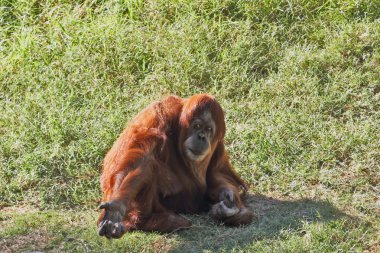 orangutan, ağır seyirci elini uzattı