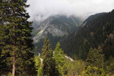 yol-yılan. İtalya, dolomites