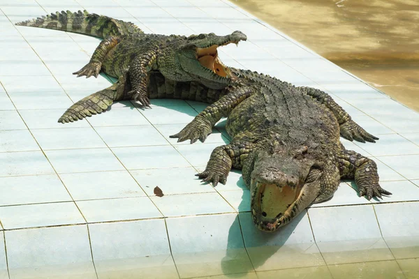 Dos cocodrilos hambrientos con la boca abierta — Foto de Stock