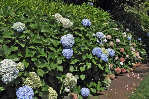 Luxuriantly flowering shrubs — Stock Photo, Image