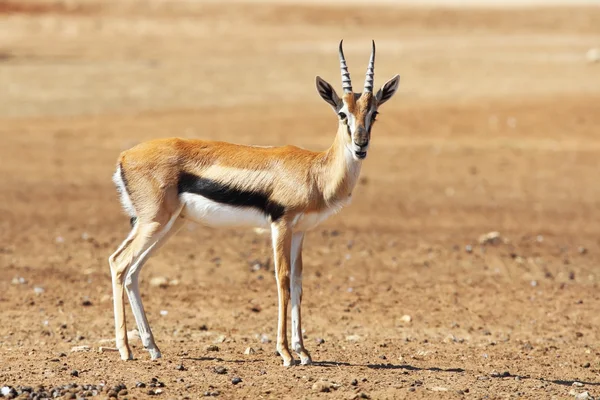 Uma graciosa Thomson Gazelle — Fotografia de Stock