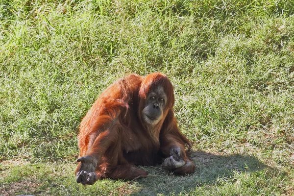 Orangutan gravely handed to the spectators hand — Stock Photo, Image