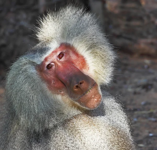 The silvery baboon thoughtfully poses for spectators — Stock Photo, Image