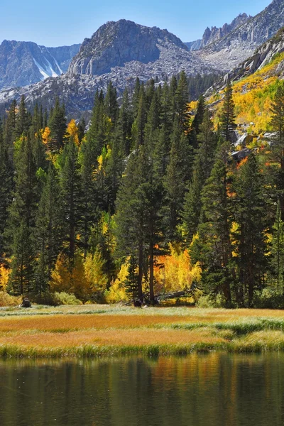秋の森と青空 — ストック写真