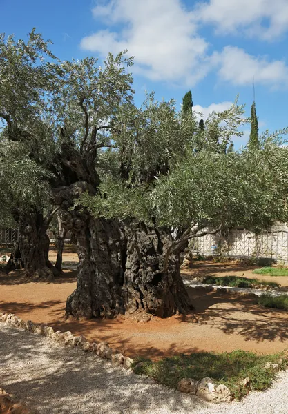 Tuin van Getsemane in Jeruzalem. — Stockfoto