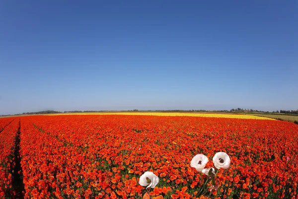 stock image Huge field of red buttercups