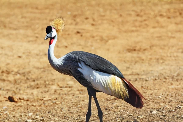 Elegant bird - Crowned crane Royalty Free Stock Photos