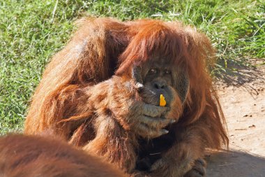 Büyük kıllı orangutan sarı biber yiyor