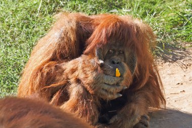 Huge hairy orangutan eats yellow peppers clipart
