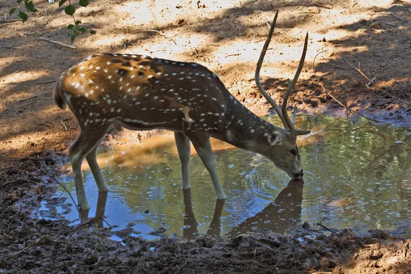 stock image A graceful deer on a watering place