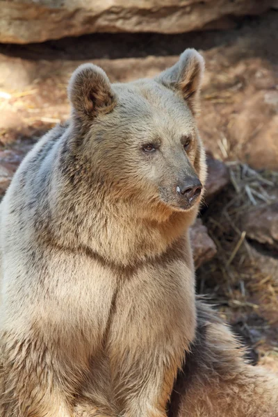 Un bel orso — Foto Stock