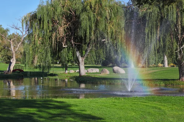 Trær og skinnende regnbue – stockfoto