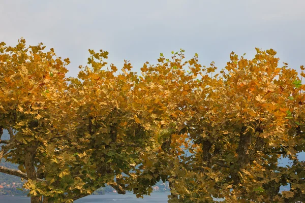Alberi ornamentali sul Lago di Como — Foto Stock