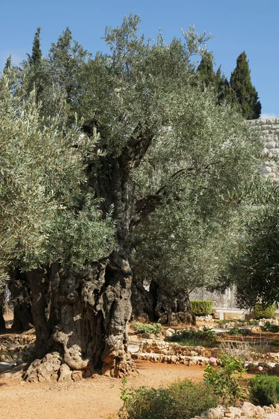 Jeruzsálem kert — Stock Fotó