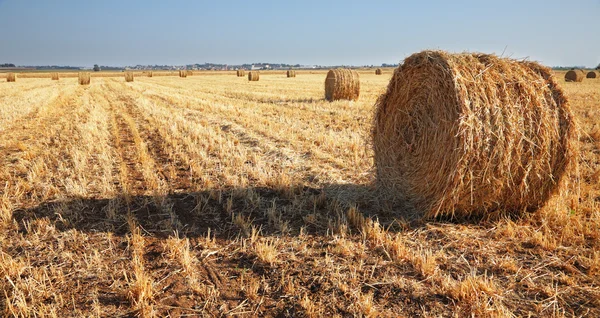 Пачки собранной пшеницы — стоковое фото