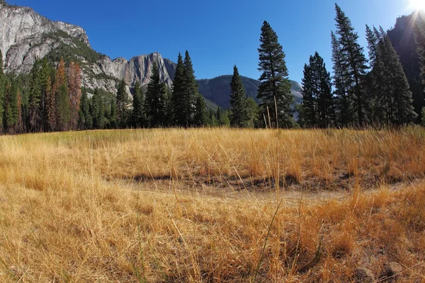 Beautiful Yosemite Park — Stock Photo, Image