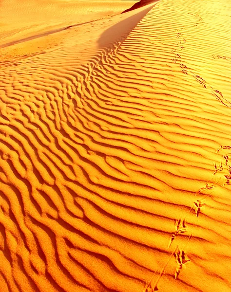 Sandwellen. — Stockfoto