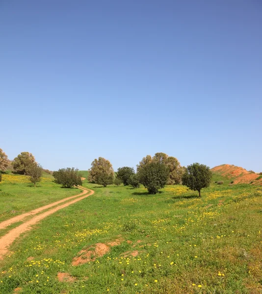 . O caminho rural atravessa um prado verde — Fotografia de Stock