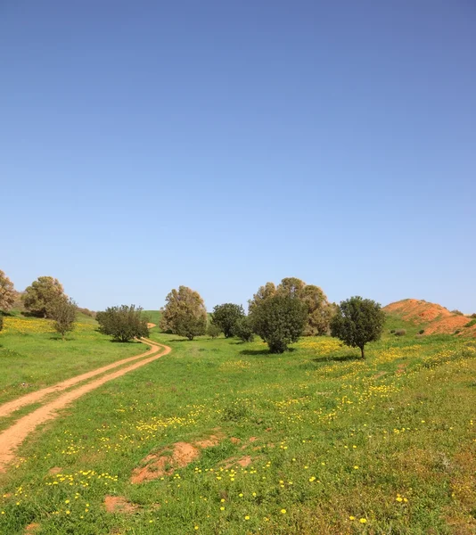 . The rural footpath crosses a green meadow — Stock Photo, Image