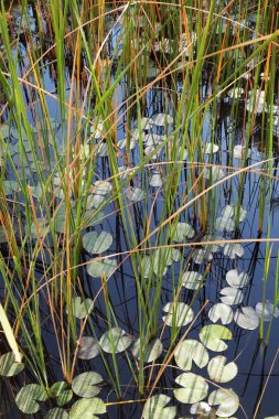 Silent pond with the water lilies clipart