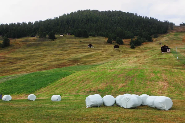 haystacks dağ çayır üzerinde. İsviçre