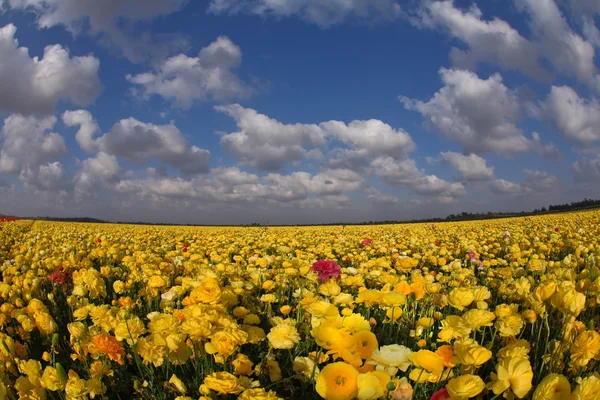 The blossoming buttercups — Stock Photo, Image