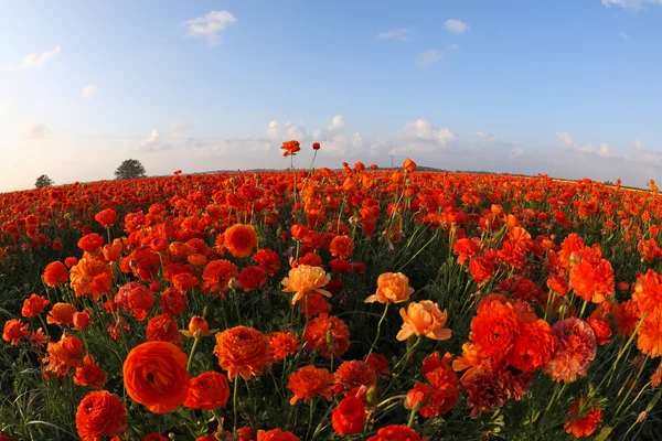 Stock image Spring day on meadows