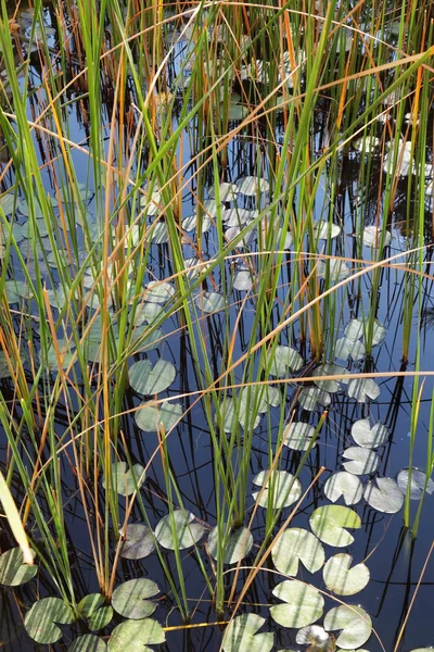 Stagno silenzioso con le ninfee — Foto Stock