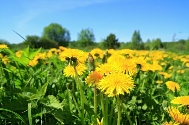 Yellow dandelions on green field clipart