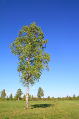 Yeşil birch bahar alanı