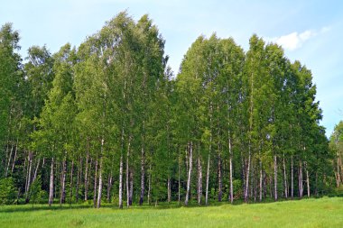 Birch copse on summer field clipart