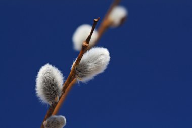 Wood buds on blue background clipart