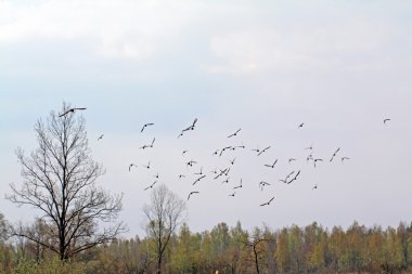 Bahar bataklık üzerinde Flock su çulluğu