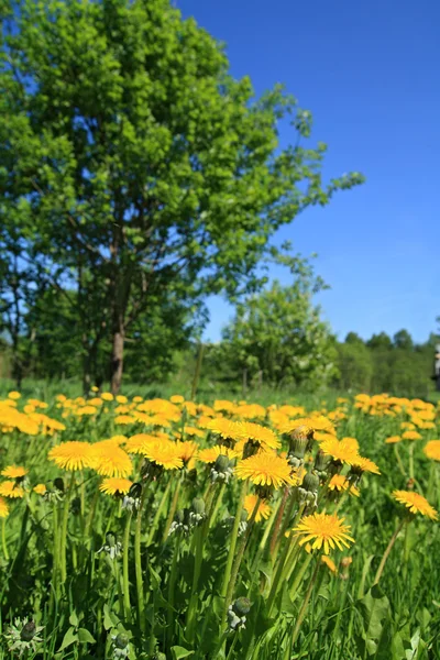 Yellow dandelions on green field — Stock Photo, Image