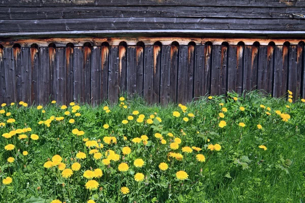 Paardebloemen in de buurt van oude houten rural gebouw — Stockfoto