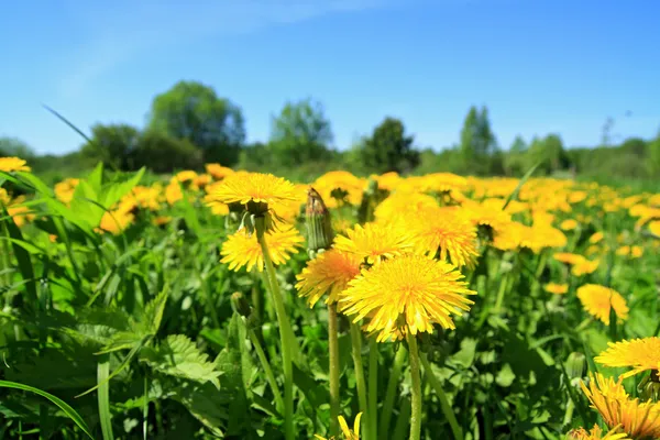 Żółte mniszki lekarskie na zielonym polu — Zdjęcie stockowe