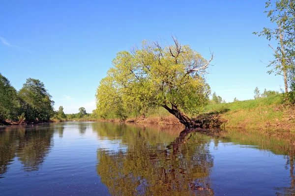 Зелене дерево на березі річки — стокове фото
