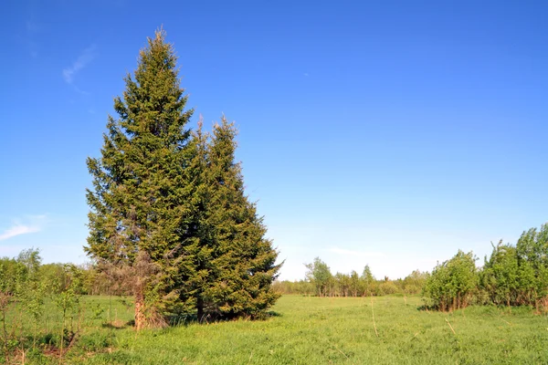 Green fir tree on spring field — Stockfoto